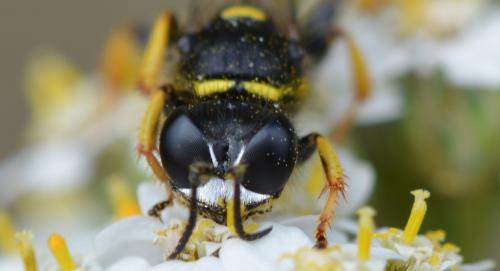 Crabro cribrarius